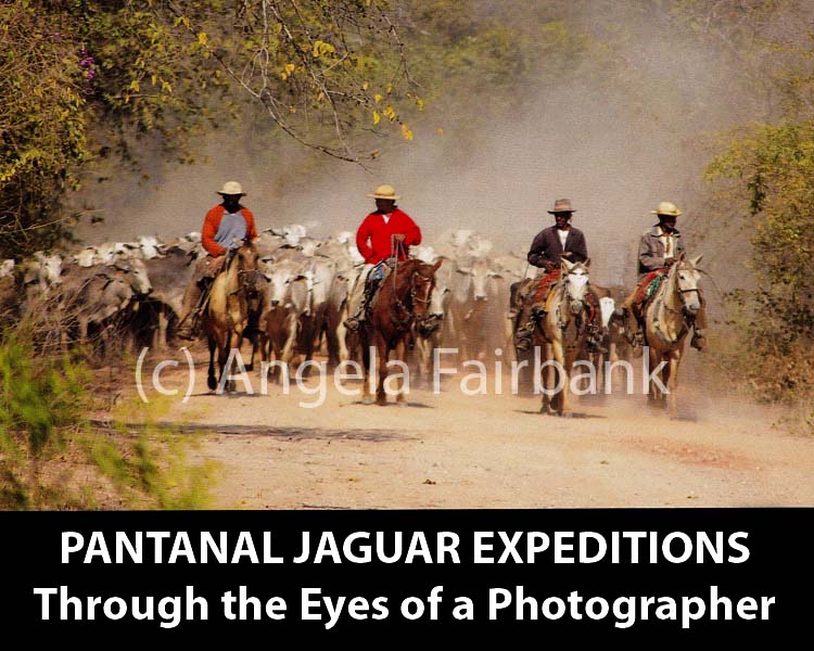 Pantanal Jaguar Expeditions Through the Eyes of a Photographer