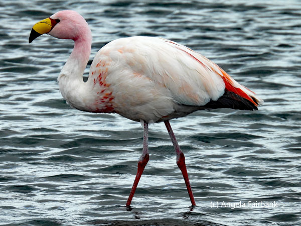 flamingo 1