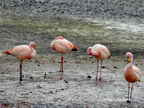 4 flamingos