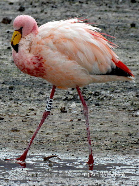 flamingo 2