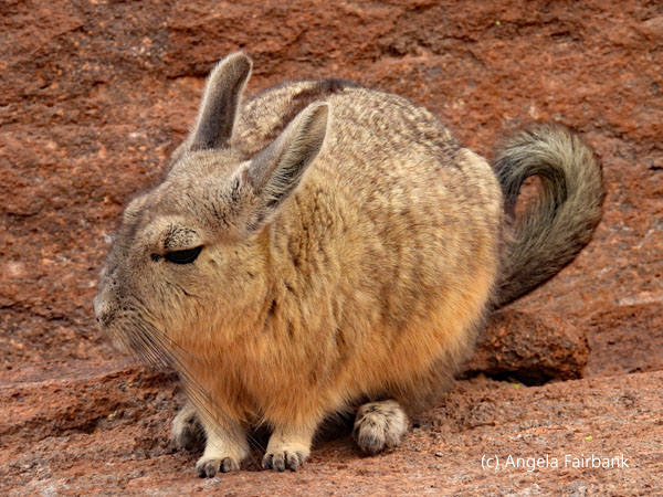 chinchilla close up