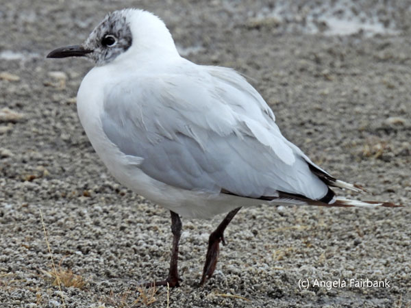 gull back view