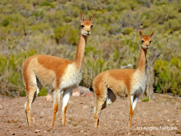 2 vicu&ntilde;as