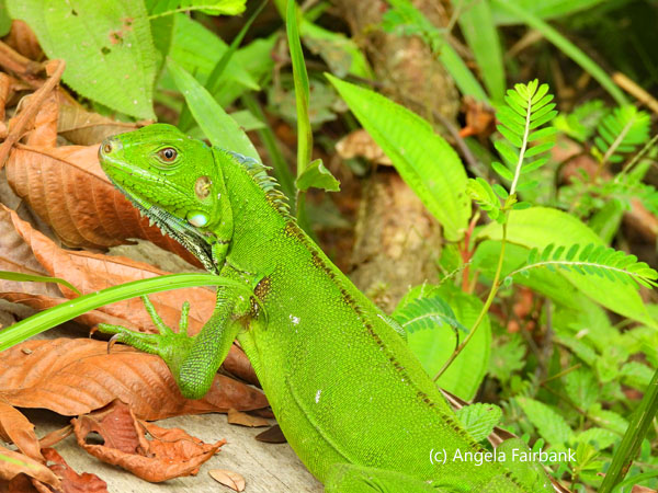 green iguana 1