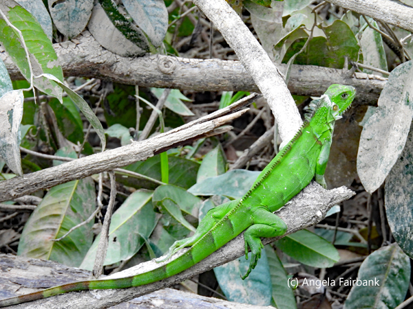 green iguana 2