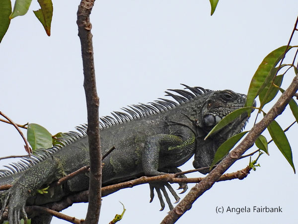 grey iguana in tree