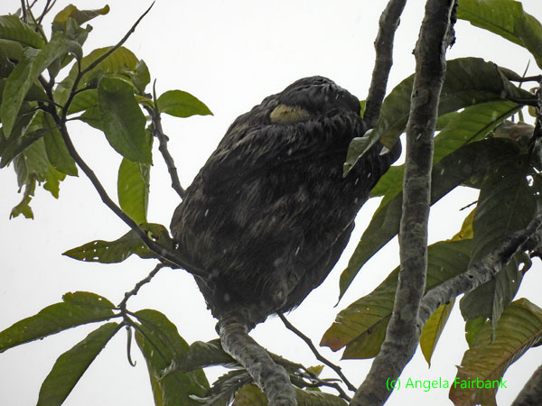 unidentified bird