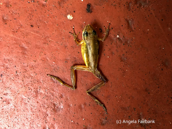 dead frog