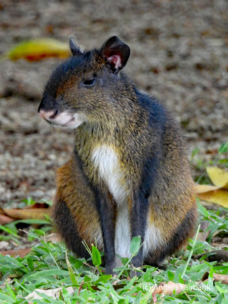 agouti smiling