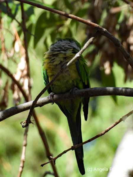 wild monk parakeet in cemetery