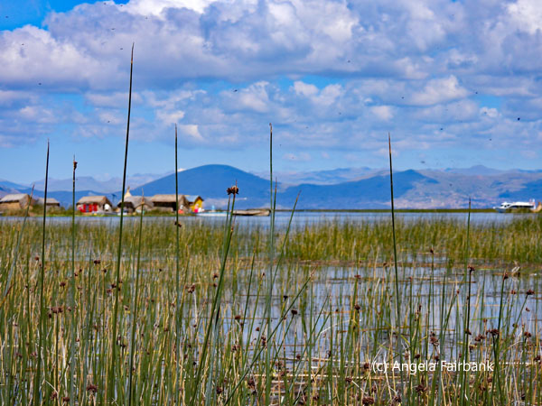 reeds detail