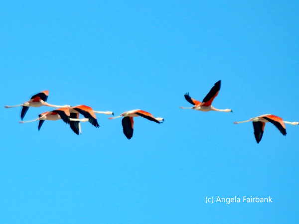 flamingos flying over the salt flats