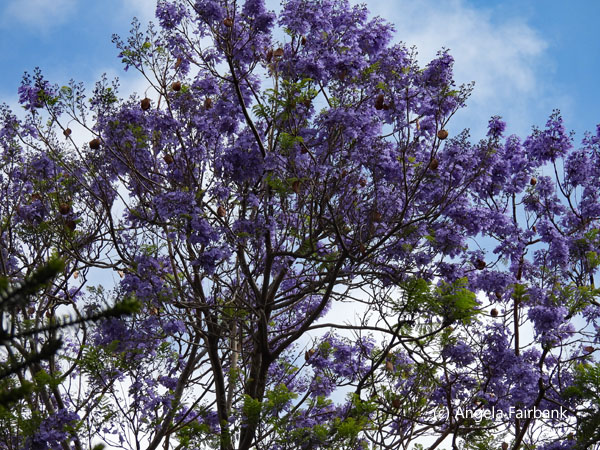jacaranda tree 2