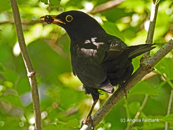 unidentified bird with upright tail and yellow ringed eye in tree