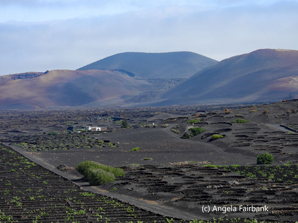 volcanos, black lava and vineyards