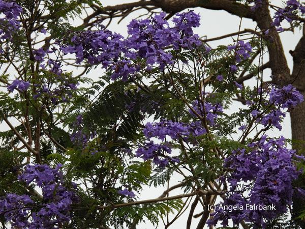 jacaranda tree