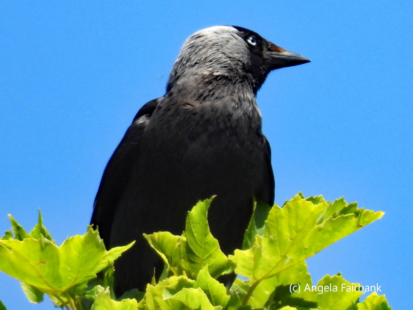 jackdaw