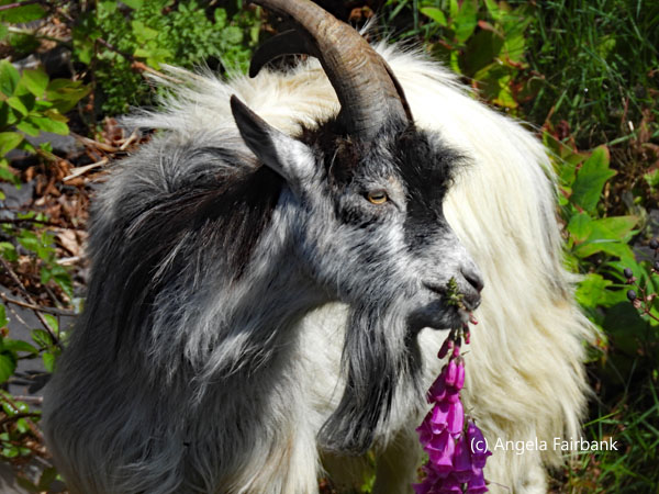 goat eating foxglove