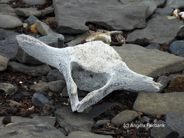 whale bone