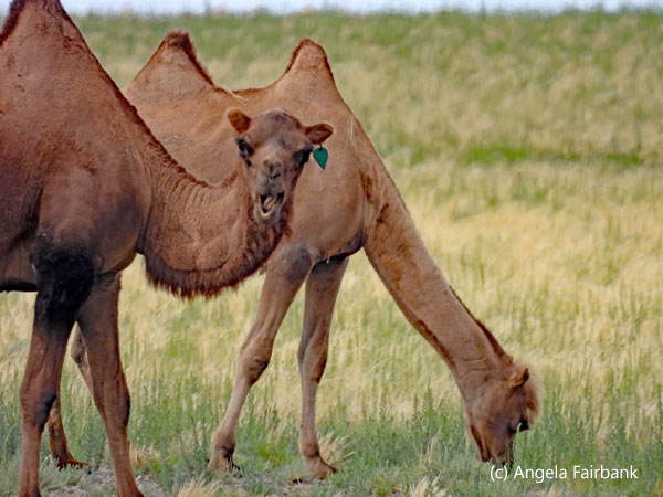 camels with green ear tags 3