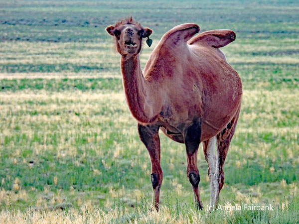 camel with floppy humps