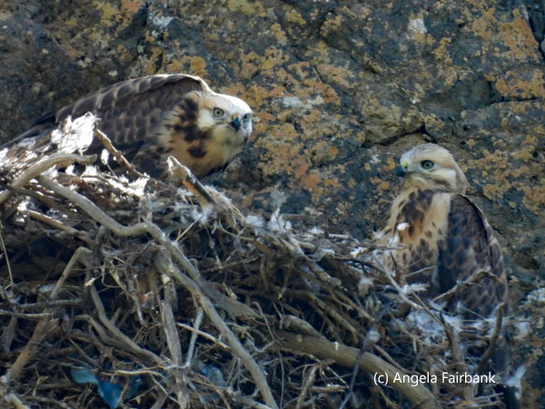 2 oriental honey buzzards