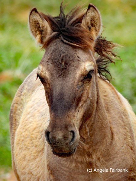 horse looking forward
