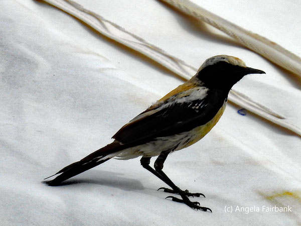 unidentified bird 3