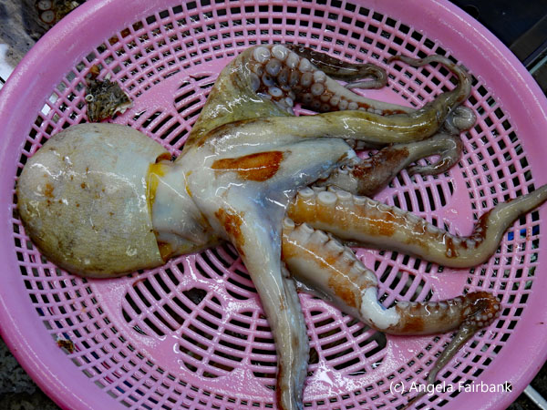 fresh octopus