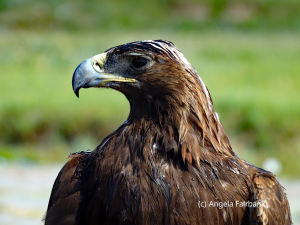 golden eagle 2