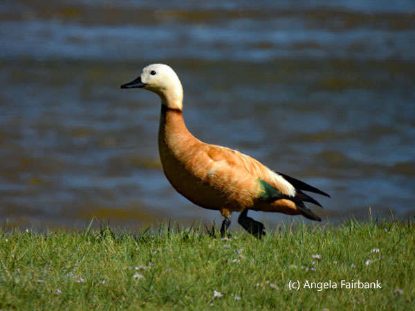 ruddy shelduck