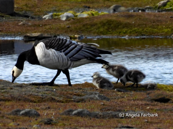 barnacle goose with three chicks