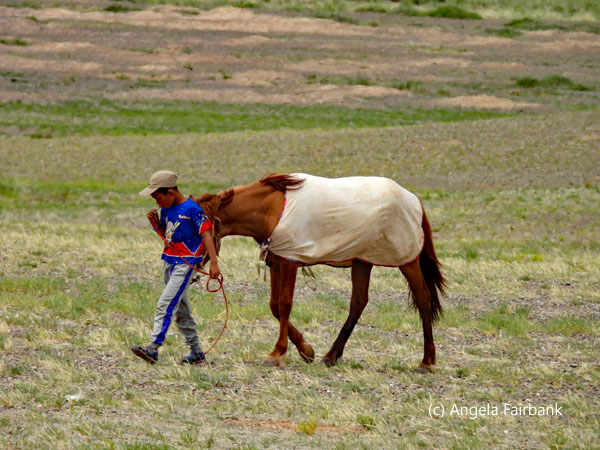boy with horse in white cover