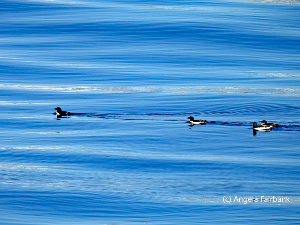 3 guillemots
