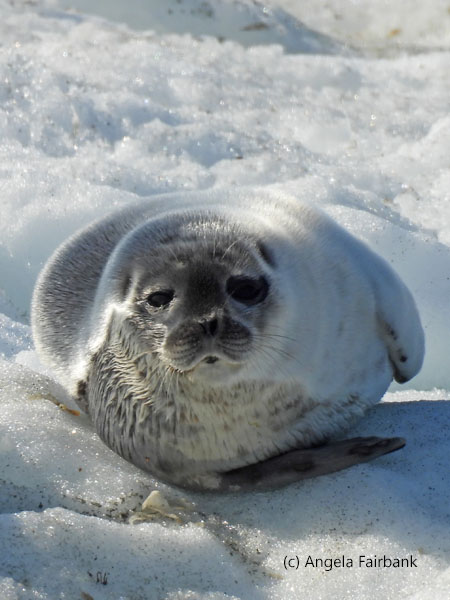 ring seal pup 3