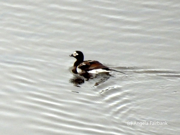 long-tailed duck on pond