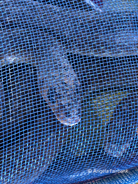 snakes in blue sack
