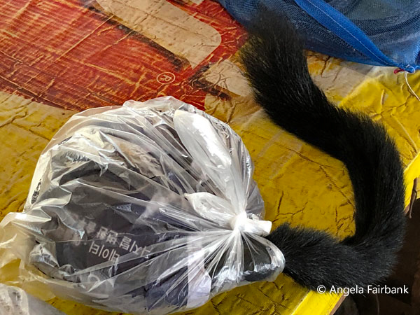 cat in bag