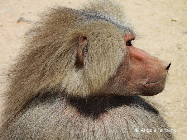 Alpha male Hamadryas baboon (<i>Papio hamadryas</i>) 4