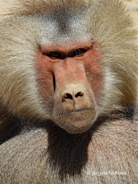 Alpha male Hamadryas baboon (<i>Papio hamadryas</i>) 5