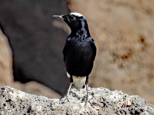 White-crowned Wheatear (<i>Oenanthe leucopyga</i>)