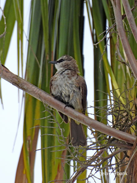 Yellow-vented Bulbul (<i>Pycnonotus goiavier</i>)