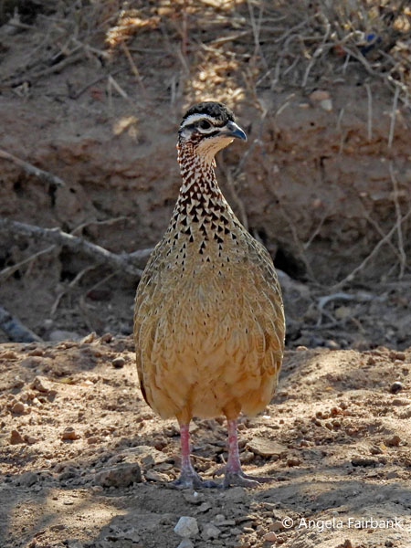 Crested francolin (<i>Ortygornis sephaena</i>)