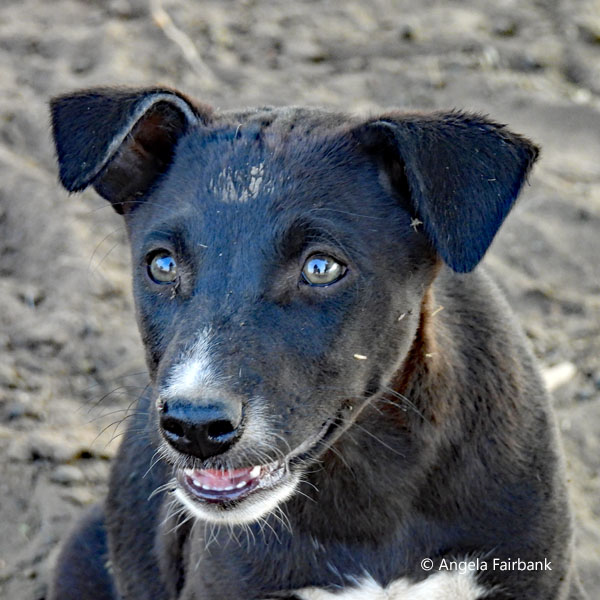 dog