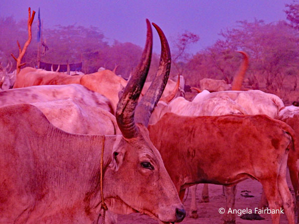 mundari camp scene 57