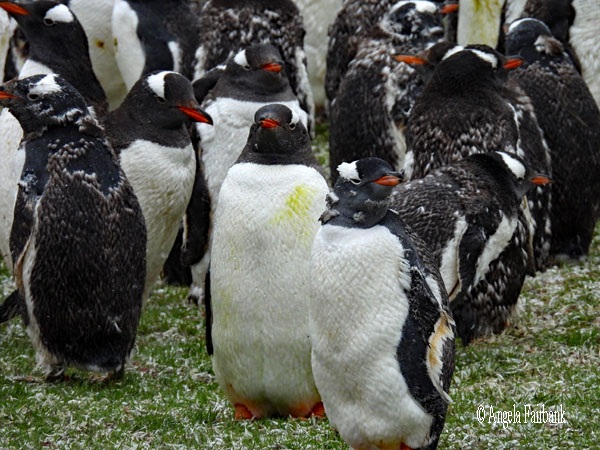 gentoo penguins moulting 1