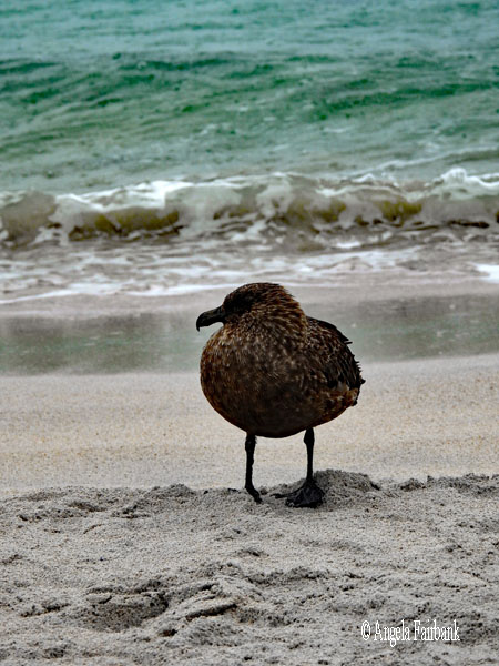 brown skua standing