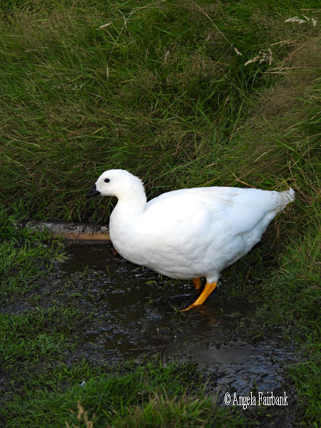 kelp goose