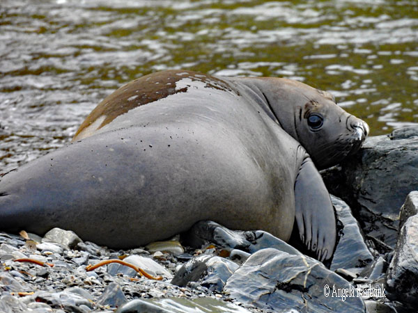 younger elephant seal full view