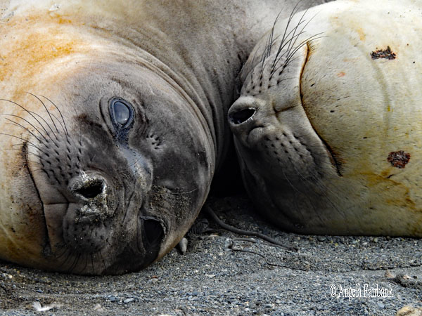 2 elephant seal faces